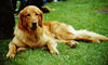 Hovawart Foto (ID 25255) Hovawart Hund