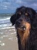 Hovawart Foto: Amando macht Urlaub am Meer (ID 46753) Hovawart Hund