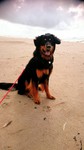 Hovawart Foto: Aaron vom Hegebach 13 Monate alt im Dänemarkurlaub (ID 47532) Hovawart Hund