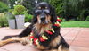 Hovawart Foto: Fußballfan (ID 46962) Hovawart Hund