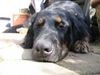 Hovawart Foto: Artus vom Ellenbach (ID 19801) Hovawart Hund