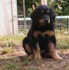 Hovawart Foto (ID 12586) Hovawart Hund