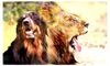 Hovawart Foto: Hovawart Leo - wie ein Löwe (ID 10621) Hovawart Hund