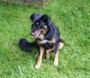 Hovawart Foto: unser Hund aus dem Heim (ID 13080) Hovawart Hund