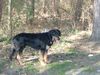 Hovawart Foto: Baika (ID 7897) Hovawart Hund