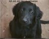 Hovawart Foto: Ich bin jetzt 7 Wochen alt... (ID 5604) Hovawart Hund