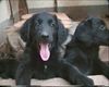 Hovawart Foto: 8 Wochen alte Hovi-Welpen (ID 5607) Hovawart Hund