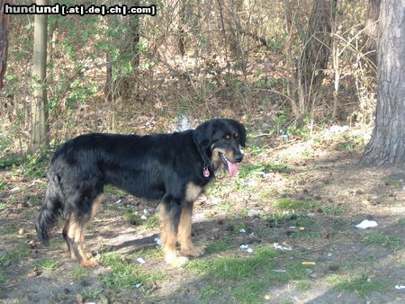 Hovawart Hunde Foto 7897 Hovawart Baika