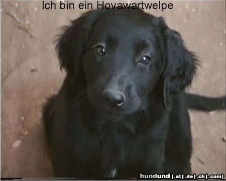 Hovawart Hunde Foto 5604 Hovawart Ich bin jetzt 7 Wochen alt...