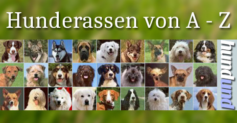 Hunderassen von A-Z mit Bilder & allen Infos - hundund.de