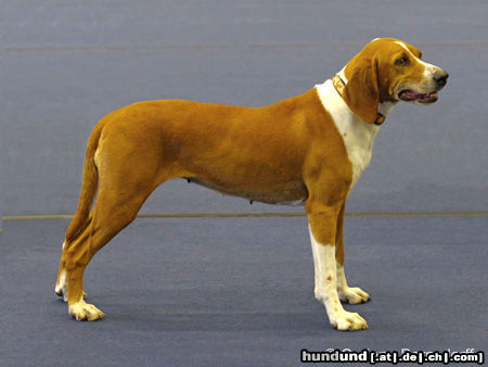 Hygenhund aufgenommen bei der Welthundeausstellung in Paris, 2011