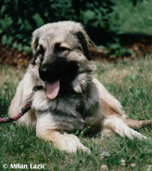 Illyrischer Schäferhund Hunde Foto 628 Illyrischer Schäferhund