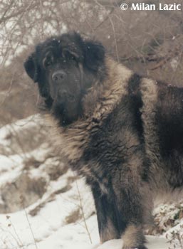 Illyrischer Schäferhund Hunde Foto 660 Illyrischer Schäferhund Dane