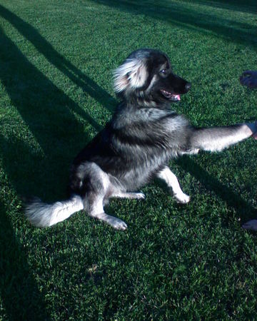 Illyrischer Schäferhund Hunde Foto 42186 in höherer Auflösung ansehen Illyrischer Schäferhund Shadow mit 8 Monaten