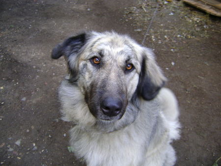 Illyrischer Schäferhund Sommer 2008