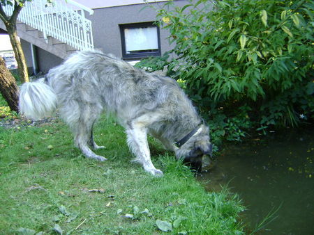 Illyrischer Schäferhund Laika beim Trinken 