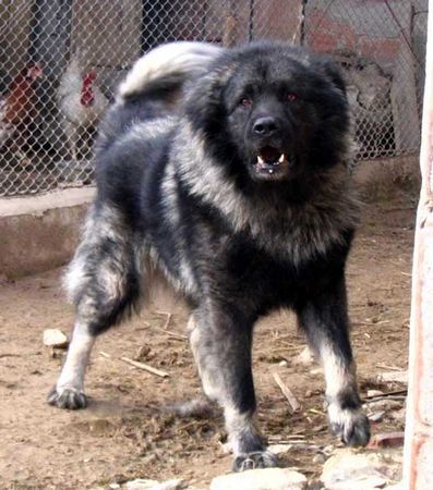Illyrischer Schäferhund Gari Makedonija