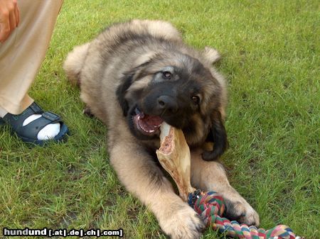 Illyrischer Schäferhund Cvetka, 3 month