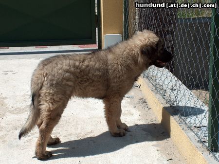 Illyrischer Schäferhund Hunde Foto 23129 in höherer Auflösung ansehen Illyrischer Schäferhund Bentavölgyi Bátor Cvetka, 3 month