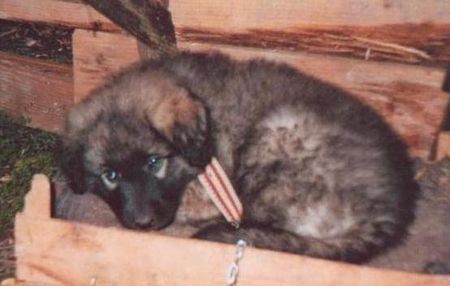 Illyrischer Schäferhund Laika mit 6 Wochen
