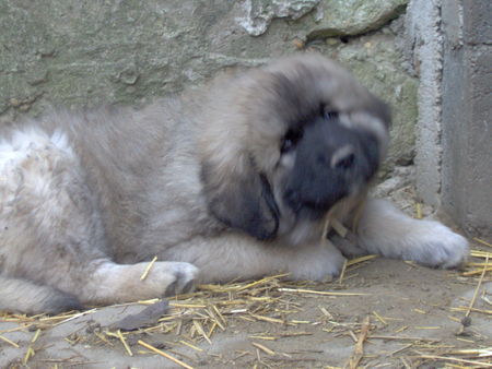 Illyrischer Schäferhund Welpe aus meiner Zucht