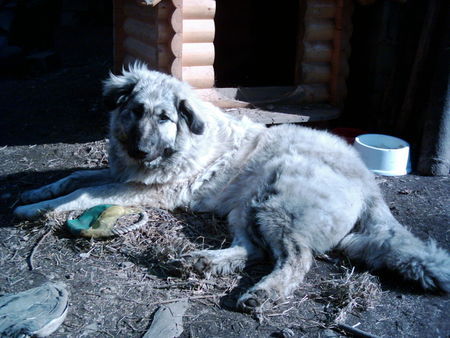 Illyrischer Schäferhund Laika