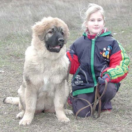 Illyrischer Schäferhund VAnda  & Eli