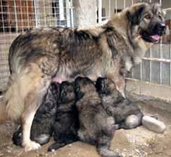 Illyrischer Schäferhund Pupis