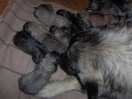 Illyrischer Schäferhund Sarplaninac Welpen