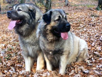 Illyrischer Schäferhund SHARPLANINAC