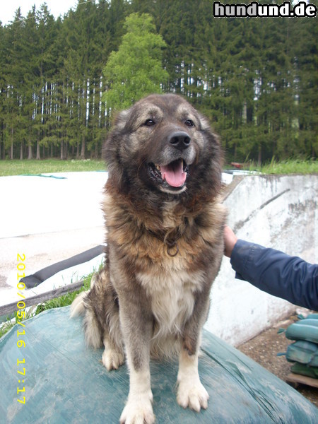 Illyrischer Schäferhund Hunde Foto 47017 in höherer Auflösung ansehen Illyrischer Schäferhund Hier kommt Monty, mein wünderschöner, treuer, geliebter Illyrische Schäferhund (qen Sharri) den ich aus meiner Heimat, dem Scharrgebirge (Zw. Kosovo und Mazedonien) mitgenommen habe.