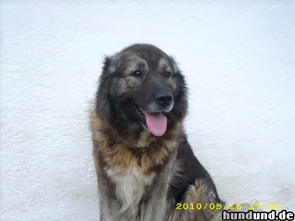 Illyrischer Schäferhund Hier kommt Monty, mein wünderschöner, treuer, geliebter Illyrische Schäferhund (qen Sharri) den ich aus meiner Heimat, dem Scharrgebirge (Zw. Kosovo und Mazedonien)  mitgenommen habe.