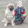 Illyrischer Schäferhund Foto: VAnda & Eli (ID 35887) Illyrischer Schäferhund Hund