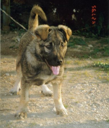 Illyrischer Schäferhund Amro    Jaglenica