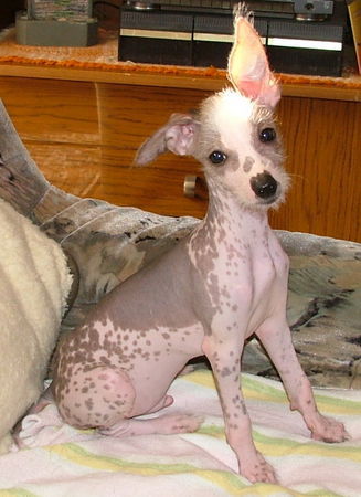 Peruanischer Nackthund 13 Wochen alter Junge