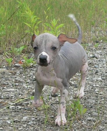 Peruanischer Nackthund Hunde Foto 33314 in höherer Auflösung ansehen Peruanischer Nackthund 7 Wochen alt