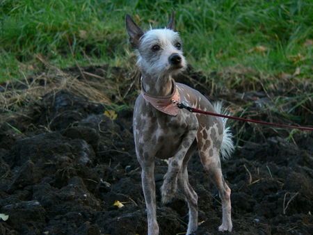 Peruanischer Nackthund Hunde Foto 33315 in höherer Auflösung ansehen Peruanischer Nackthund Mama