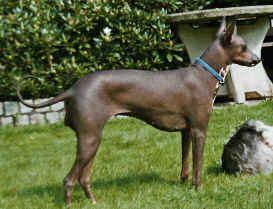 Peruanischer Nackthund Scala