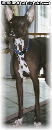 Peruanischer Nackthund Hunde Foto 2857 Peruanischer Nackthund Unsere Scala