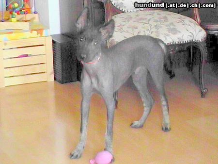 Peruanischer Nackthund Perro sin Pelo del Peru