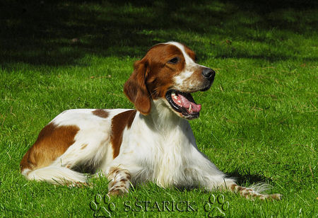 Irish red-and-white Setter Collin