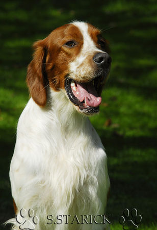 Irish red-and-white Setter Collin