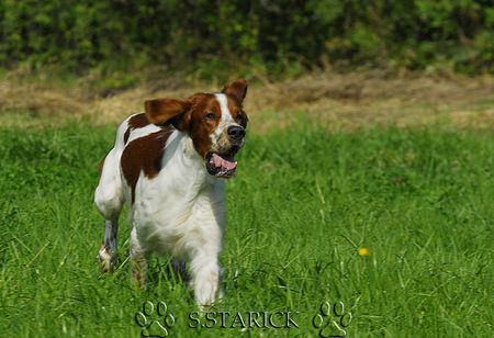 Irish red-and-white Setter Collin