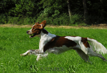 Irish red-and-white Setter Hunde Foto 34273 in höherer Auflösung ansehen Irish red-and-white Setter Collin