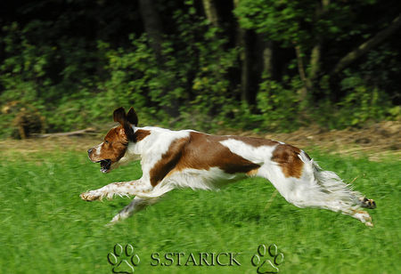 Irish red-and-white Setter Collin