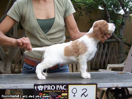 Irish red-and-white Setter Hunde Foto 25264 Irish red-and-white Setter