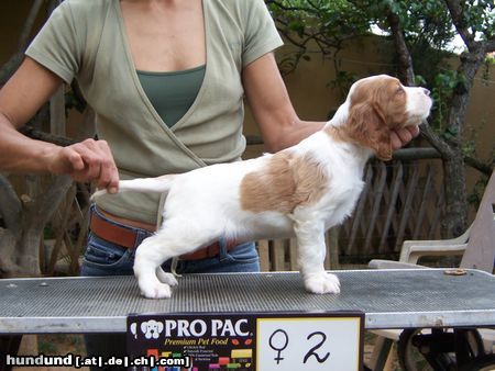 Irish red-and-white Setter