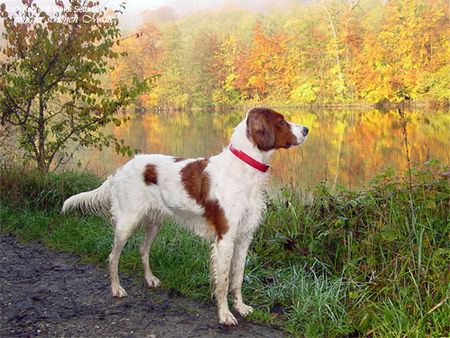 Irish red-and-white Setter Hebststimmung