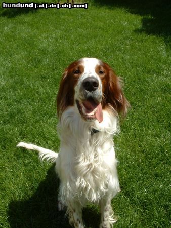 Irish red-and-white Setter McGillicuddy's He-Man, 