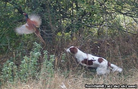 Irish red-and-white Setter Ezri